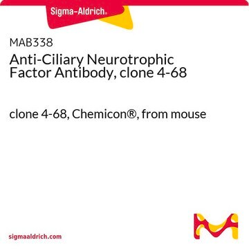 Anti-Ciliary Neurotrophic Factor Antibody, clone 4-68 clone 4-68, Chemicon&#174;, from mouse