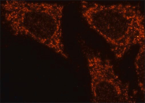 Anti-FAM134B antibody produced in rabbit affinity isolated antibody, buffered aqueous solution