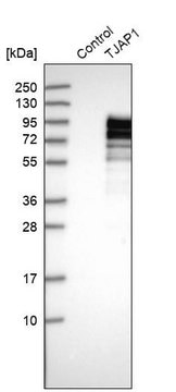 Anti-TJAP1 antibody produced in rabbit Prestige Antibodies&#174; Powered by Atlas Antibodies, affinity isolated antibody, buffered aqueous glycerol solution