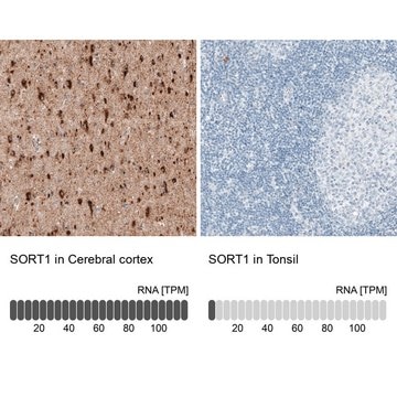 Monoclonal Anti-SORT1 antibody produced in mouse Prestige Antibodies&#174; Powered by Atlas Antibodies, clone CL6528, purified immunoglobulin, buffered aqueous glycerol solution