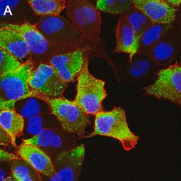 Anti-Rho C Antibody, clone 3I23 ZooMAb&#174; Rabbit Monoclonal recombinant, expressed in HEK 293 cells