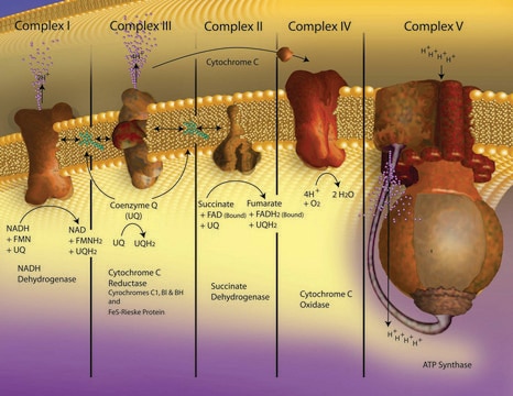 Cytochrome c from equine heart &#8805;95% (SDS-PAGE)