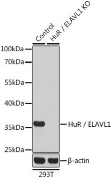 Anti-HuR/ELAVL1 antibody produced in rabbit