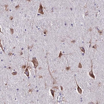 Anti-CERS1 antibody produced in rabbit Prestige Antibodies&#174; Powered by Atlas Antibodies, affinity isolated antibody, buffered aqueous glycerol solution