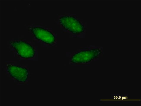 Anti-EGR2 antibody produced in mouse purified immunoglobulin, buffered aqueous solution