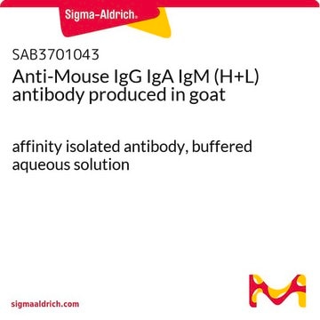 Anti-Mouse IgG IgA IgM (H+L) antibody produced in goat affinity isolated antibody, buffered aqueous solution