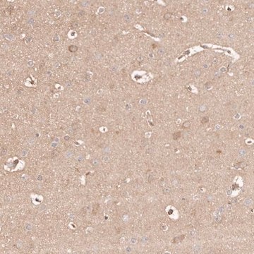 Anti-MAPK1 antibody produced in rabbit Prestige Antibodies&#174; Powered by Atlas Antibodies, affinity isolated antibody, buffered aqueous glycerol solution