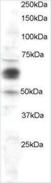 Anti-COX1/PTGS1 antibody produced in goat affinity isolated antibody, buffered aqueous solution