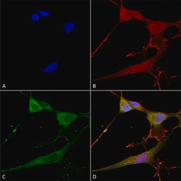 Monoclonal Anti-Qki (Pan) antibody produced in mouse clone S147-6, purified immunoglobulin