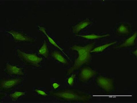 Monoclonal Anti-VDAC2 antibody produced in mouse clone 3D2, purified immunoglobulin, buffered aqueous solution