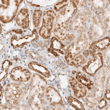 Anti-RC3H1 antibody produced in rabbit Prestige Antibodies&#174; Powered by Atlas Antibodies, affinity isolated antibody, buffered aqueous glycerol solution, ab2