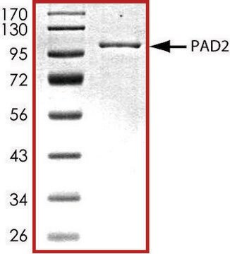 PAD2, GST tagged from mouse recombinant, expressed in baculovirus infected Sf9 cells, &#8805;70% (SDS-PAGE), buffered aqueous glycerol solution