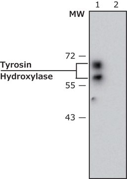 Monoclonal Anti-Tyrosine Hydroxylase antibody produced in mouse clone TH-2, ascites fluid