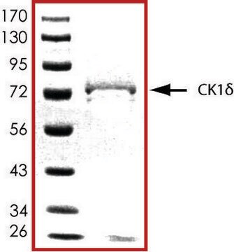 CK1 &#948;, active, GST tagged human PRECISIO&#174; Kinase, recombinant, expressed in baculovirus infected Sf9 cells, &#8805;70% (SDS-PAGE), buffered aqueous glycerol solution