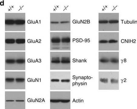 Anti-Glutamate Receptor 2 Antibody, extracellular, clone 6C4 clone 6C4, Chemicon&#174;, from mouse