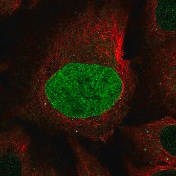 Anti-CAPN8 antibody produced in rabbit Prestige Antibodies&#174; Powered by Atlas Antibodies, affinity isolated antibody