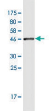 Monoclonal Anti-MARCH2 antibody produced in mouse clone 7F3, purified immunoglobulin, buffered aqueous solution