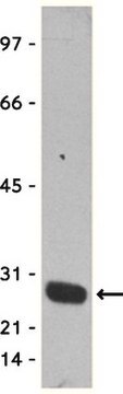 Anti-GST Tag Antibody, clone DG122-2A7, HRP conjugate clone DG122-2A7, Upstate&#174;, from mouse