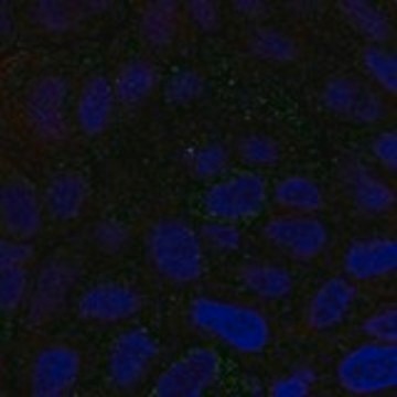 Anti-CMTM6 antibody produced in rabbit Prestige Antibodies&#174; Powered by Atlas Antibodies, affinity isolated antibody, buffered aqueous glycerol solution