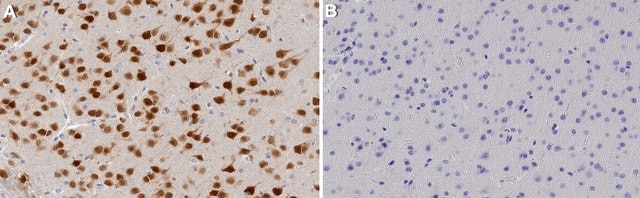 Anti-NeuN Antibody serum, from guinea pig