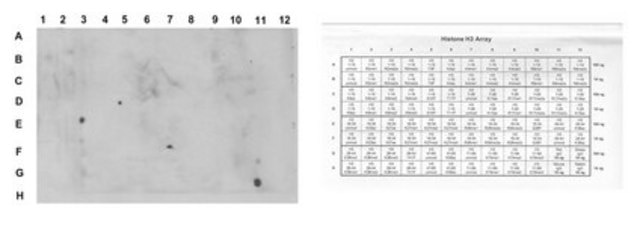 Anti-Acetyl Histone H3 (Lys27) Antibody, clone 5E2.2 clone 5E2.2, from mouse