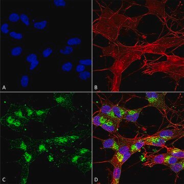 Monoclonal Anti-Shank1/Shank3 antibody produced in mouse clone S367-51, purified immunoglobulin