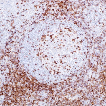 CD2 (MRQ-11) Mouse Monoclonal Antibody