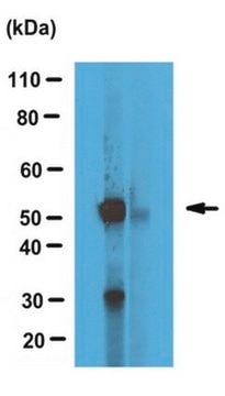 Anti-alpha Tubulin Antibody, tyrosinated serum, from rabbit