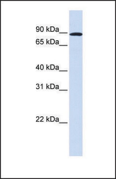 Anti-MYBL1 antibody produced in rabbit affinity isolated antibody