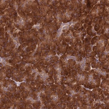 Anti-DHCR7 antibody produced in rabbit Prestige Antibodies&#174; Powered by Atlas Antibodies, affinity isolated antibody, buffered aqueous glycerol solution