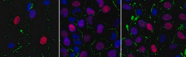 Anti-Geminin Antibody, clone 4B10.1 clone 4B10.1, from mouse