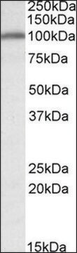 Anti-CANX antibody produced in goat affinity isolated antibody, buffered aqueous solution