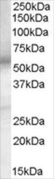 Anti-EP4 Prostaglandin Receptor antibody produced in goat affinity isolated antibody, buffered aqueous solution