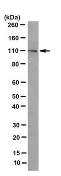 Anti-PLK-4 Antibody, clone 6H5 clone 6H5, from mouse