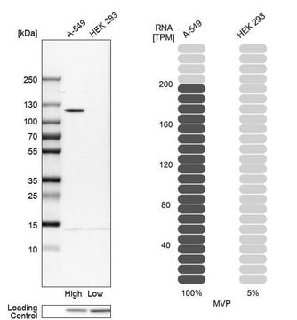 Anti-MVP antibody produced in rabbit affinity isolated antibody, buffered aqueous glycerol solution