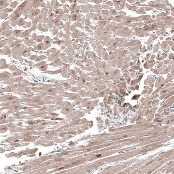 Anti-COL12A1 antibody produced in rabbit Prestige Antibodies&#174; Powered by Atlas Antibodies, affinity isolated antibody, buffered aqueous glycerol solution