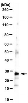 Anti-Claudin-6 Antibody, clone 2