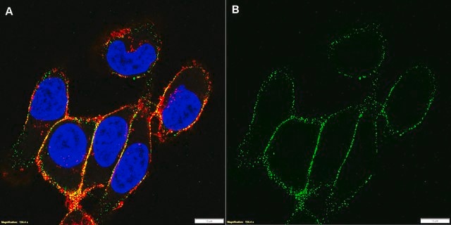 Anti-Integrin &#946;1 Antibody, clone P4C10, azide free clone P4C10, Chemicon&#174;, from mouse