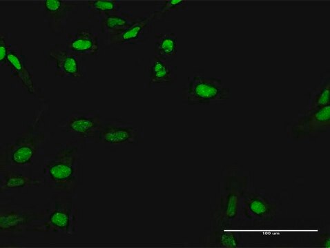 Anti-CIRBP antibody produced in rabbit purified immunoglobulin, buffered aqueous solution