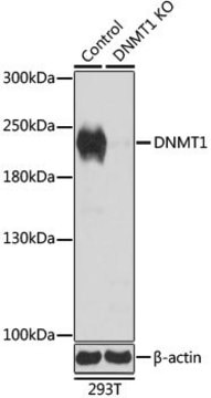 Anti-DNMT1 antibody produced in rabbit