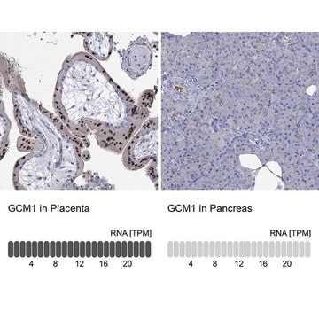 Anti-GCM1 antibody produced in rabbit Prestige Antibodies&#174; Powered by Atlas Antibodies, affinity isolated antibody, buffered aqueous glycerol solution