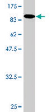 Monoclonal Anti-GALC, (C-terminal) antibody produced in mouse clone 2D1, purified immunoglobulin, buffered aqueous solution