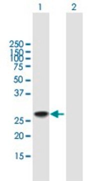 Anti-DDIT3 antibody produced in mouse purified immunoglobulin, buffered aqueous solution