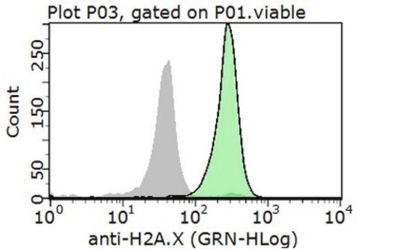 Anti-Histone H2A.X Antibody from rabbit, purified by affinity chromatography