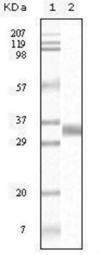 Monoclonal Anti-TGFB1 antibody produced in mouse clone 4F9C10, ascites fluid