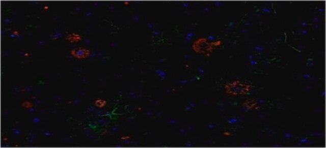 Anti-amyloid beta peptide (MOAB-2), pan Antibody, clone 6C3 clone 6C3, from mouse