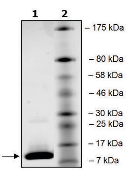 BRD4 (342-460) His tag human recombinant, expressed in E. coli, &#8805;90% (SDS-PAGE)