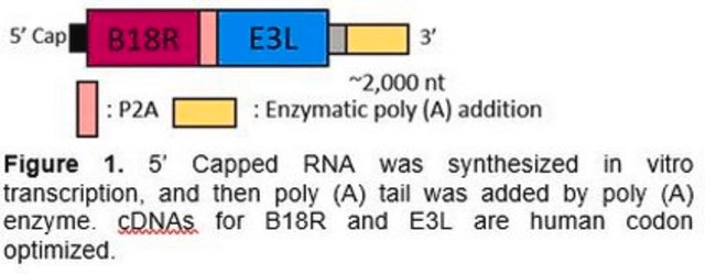 B18R-E3L RNA (human codon optimized for B18R and E3L) To strongly suppress more interferon responses than single B18R to enable more expression of a Simplicon&#174; RNA or regular mRNA(s).