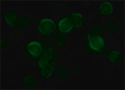 Anti-VSV-G antibody produced in rabbit affinity isolated antibody, buffered aqueous solution