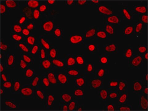 Anti-p300/CBP antibody, Mouse monoclonal clone NM11, purified from hybridoma cell culture